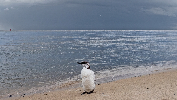 Veel meldingen bij Ecomare door massastranding zeevogels -  texelsecourant.nl/l/323262