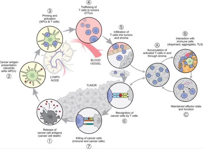 The cancer #immunity cycle provides a framework to understand the series of events that generate anti-cancer immune responses. Check out this revised review that helps better understand the successes & failures of cancer #immunotherapy doi.org/10.1016/j.immu…