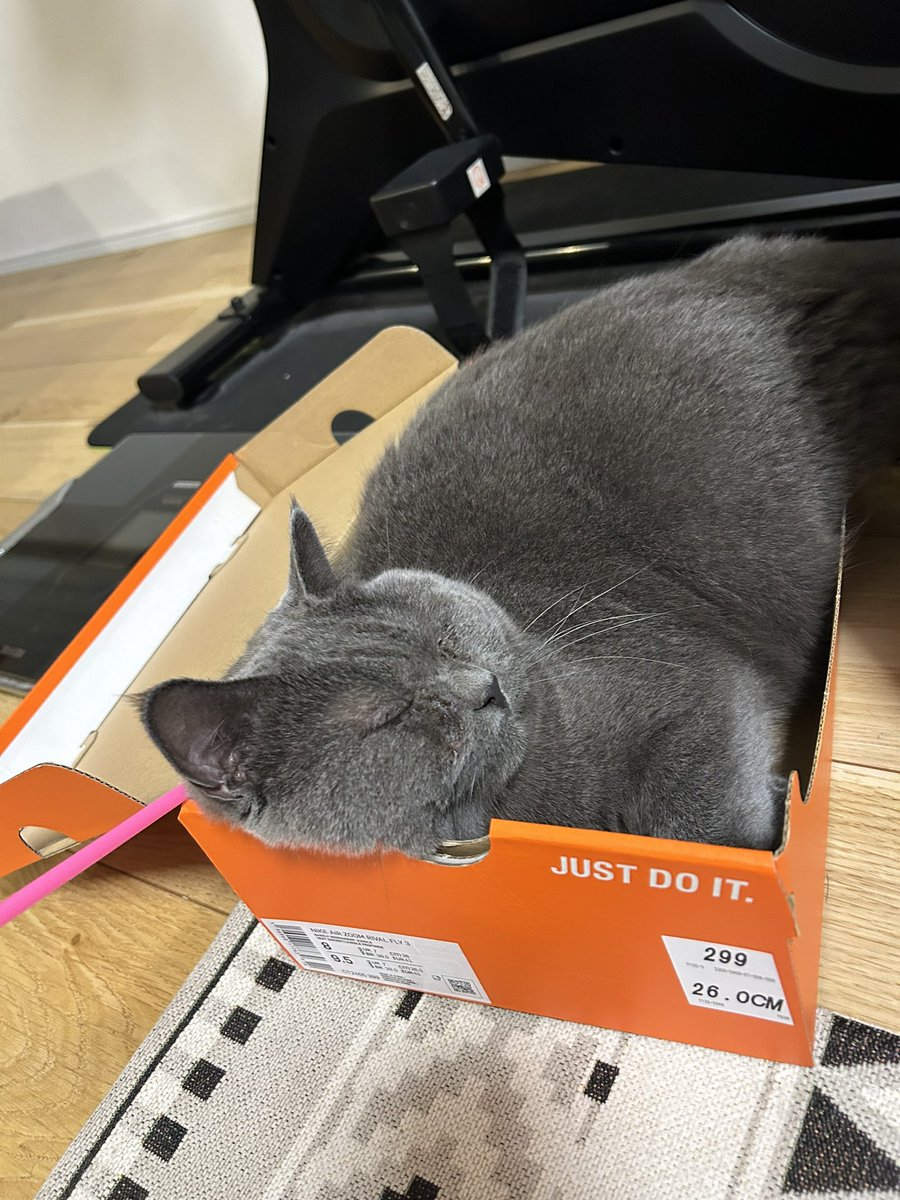 ramupon159484's tweet photo. 30秒で起きます。
#猫好きさんと繋がりたい
#猫のいる暮らし
#ブリティッシュショートヘア
#ショートスリーパー https://t.co/XrphGa4DTR