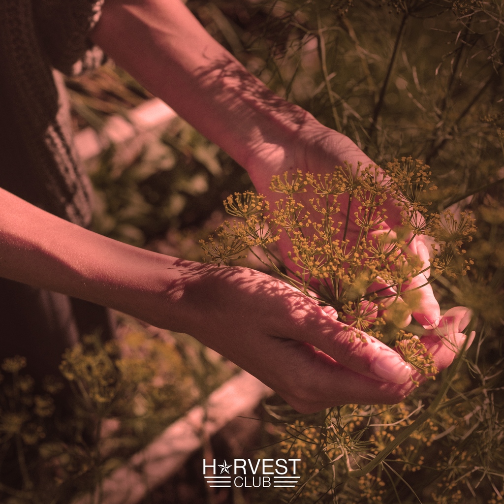 Stay Informed &amp; Rewarded! 🌟⁠
⁠
Harvest Club is here to keep you up to date with all the happenings at Green Meadows and offering rewards to the great folks that join.⁠
⁠
Join Today!✍️

l8r.it/Zagi