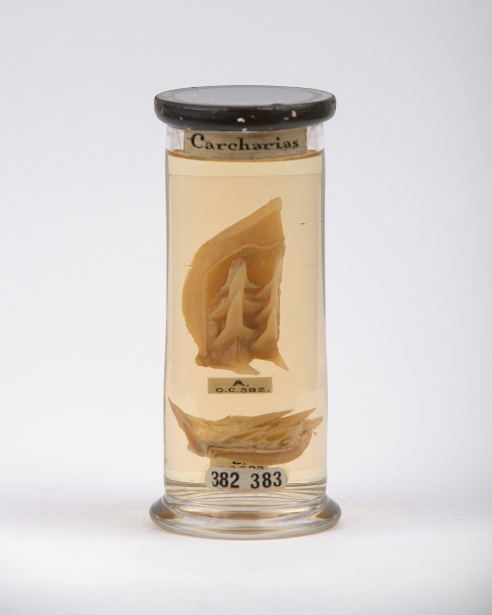 Hunterian Museum London tweet media