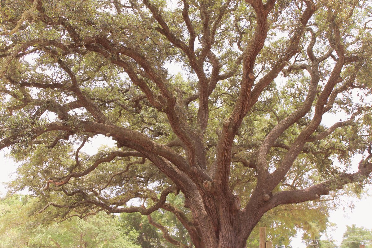 CertTreeCareATX's tweet image. Protect your oaks from the deadly Oak Wilt disease. Early detection is key. #OakWiltPrevention #CertifiedTreeCare 📞 Call 1-800-609-2358 for an assessment.
