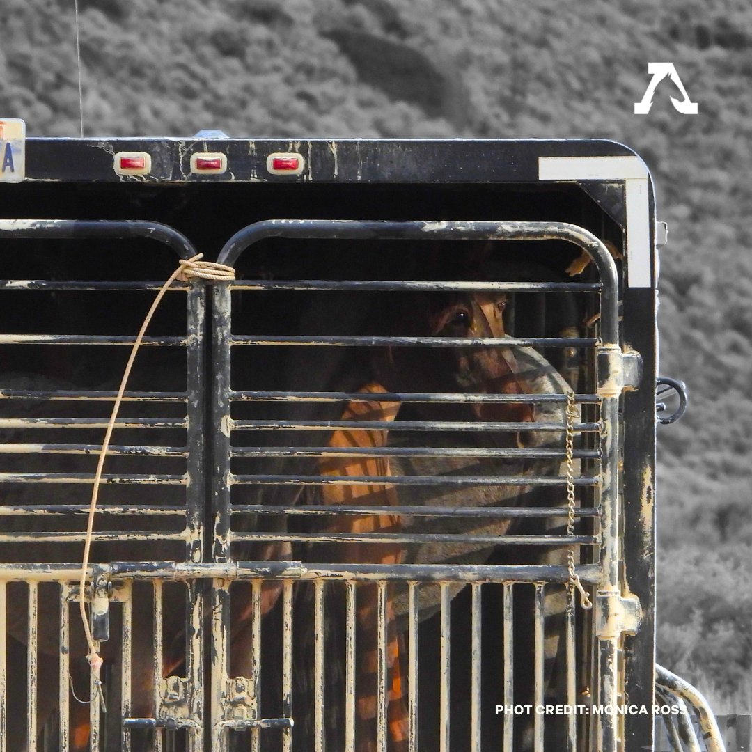 FreeWildHorses's tweet photo. We know that you - horse lovers and empaths - feel the burden of these stories from the #roundups. We thank you for continuing to tune in and build awareness for horses and burros. It is painful but necessary work. Many lives have already been changed, thanks to your support. https://t.co/CWS3ld4Ug6