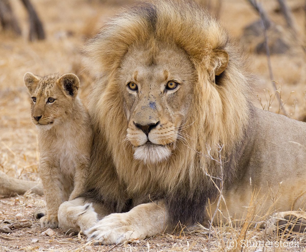 EIA_News's tweet image. #TigerKing star Doc Antle sentenced to five years in prison for illegally trafficking lion cubs. ow.ly/84An50PVs1A
EIA is tackling illegal wildlife trade: eia-international.org/blog/giving-a-…
#lion #illegalwildlifetrade #wildlifetrafficking #justice