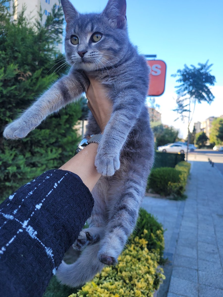 Bir kadın bu engelli kediyi sokağa bırakmış. Ortaokul öğrencileri de üzülüp almışlar fakat aileleri istememiş. Sokakta oturmuş kediyi ne yapacaklarını ,ev kedisi olduğu için sokakta üşüyecegini konuşuyorlardı. Kedi engelli ve sokakta yaşayamayacağı için  almak zorunda kaldık.