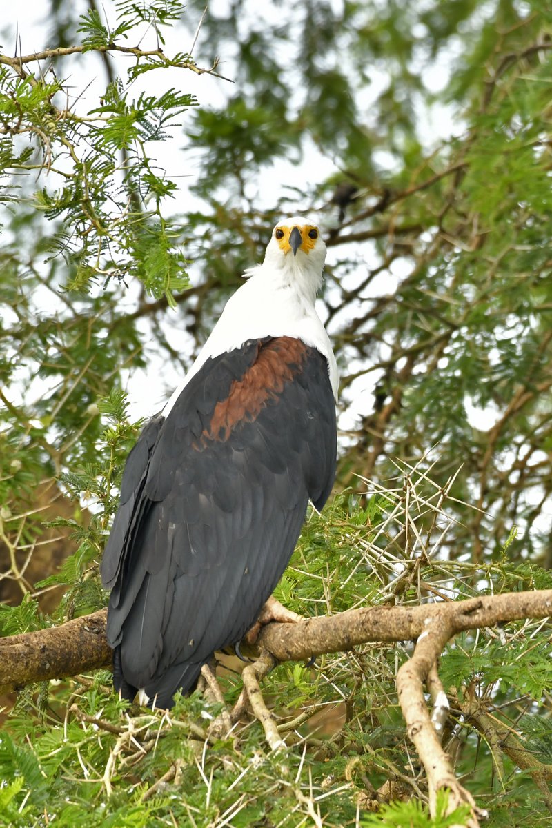 The #africanfisheagle is a natural bird found on the #coatofarms of #countries like; #Namibia, #Zimbabwe, #Zambia and #SouthSudan. This bird is a resident on most #lakes in #Uganda and #waterways but you will see it much easier in #mabambaswamp