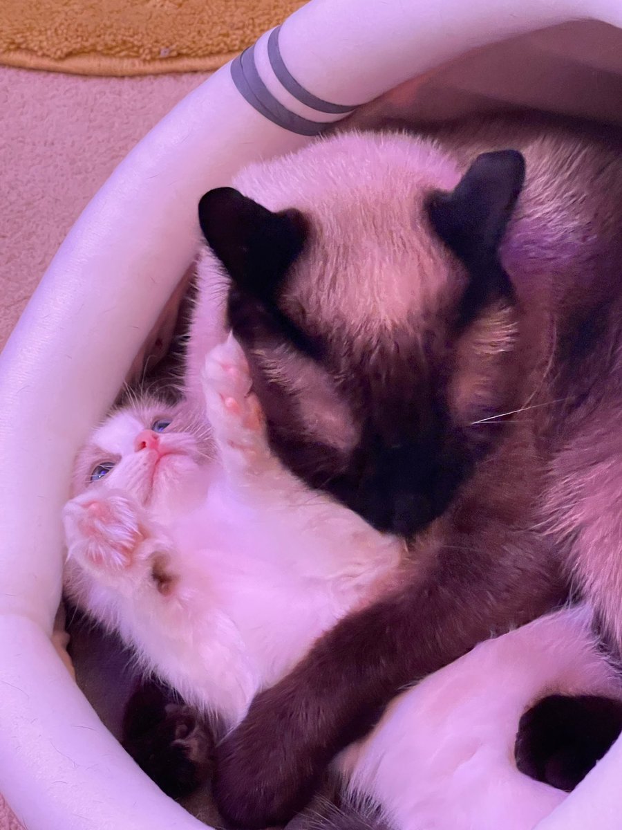 ลูอีเป็นพี่ชายคนโตที่ดีมากๆ พอโคโค่มาถึงปุ๊บ ลูอีก็มากอดแล้วก็เริ่มเลียขนให้โคโค่ นอกจากแม่ของโคโค่นี่น่าจะเป็นครั้งแรกของโคโค่เลยที่ได้รับการดูแลแบบนี้ ฮือ พี่ลูอีอบอุ่นยิ่งกว่าไมโครเวฟ 🥹