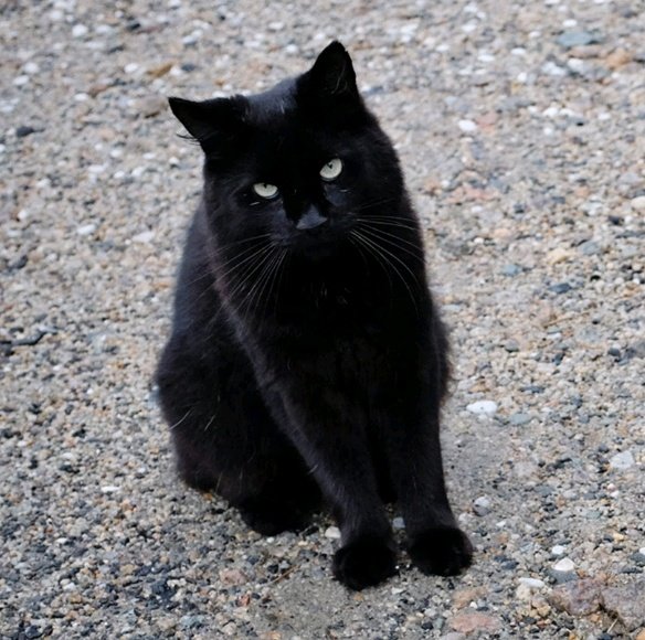 meowridge's tweet photo. *this cat needs to be sprayed with a hose* https://t.co/MeNtsMva6p