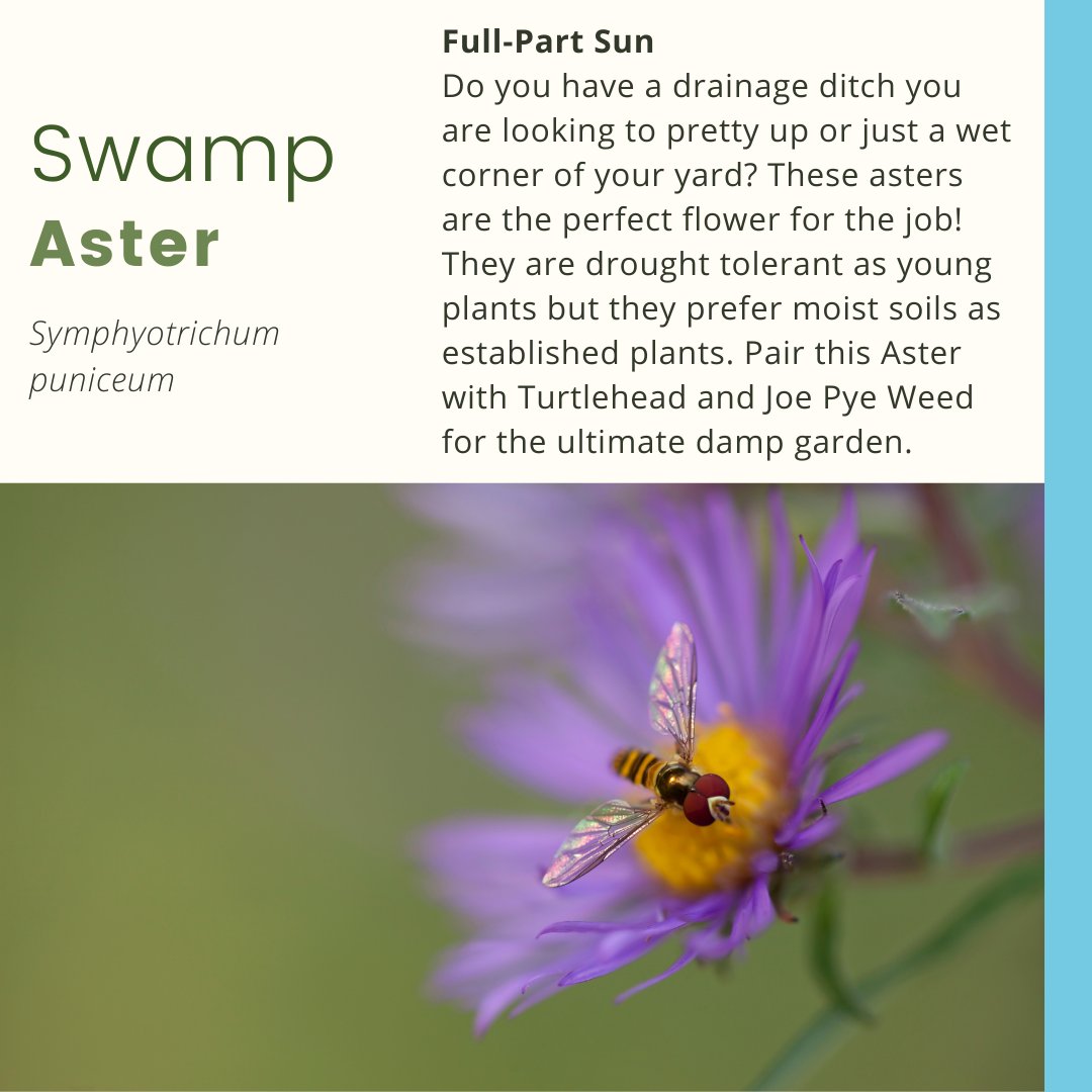 MLivingOutside's tweet photo. Sun exposure: Full-Part Sun
Bloom: Jul-Nov
Height: 2'-5'
Zone: 3-7
Native range:  AB, BC, MB, NB, NL, NS, NT, ON, PE, QC, SK
Native Habitat: wetlands, floodplains, and shorelines 
*
#SwampAster
#NativePlants #HomeGrownNationalPark #MaryLivingOutside #LifeIsBetterOutside https://t.co/xRqiBopifT
