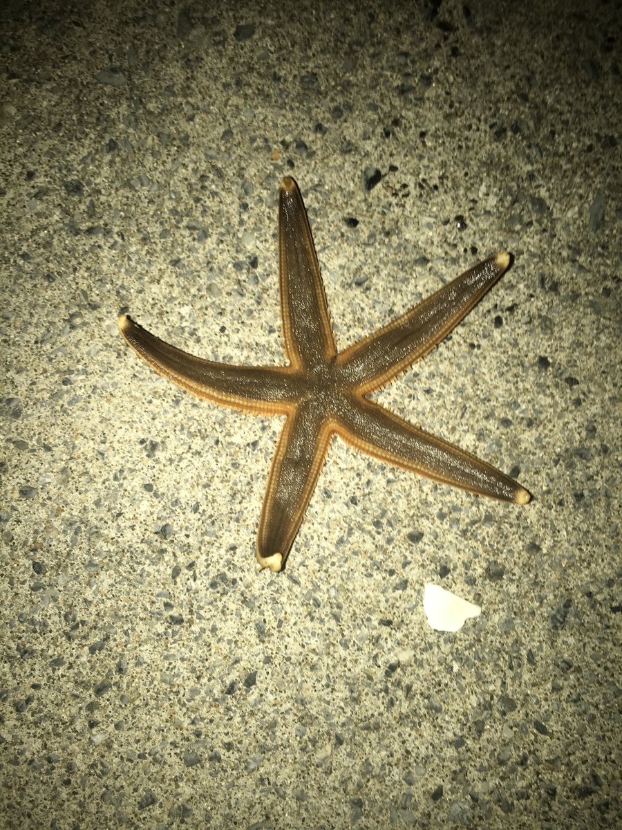 FishMining's tweet photo. so skinny starfish 😮

#nightfishing https://t.co/YCnNhK3fK8