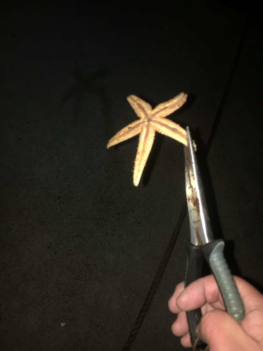 FishMining's tweet photo. so skinny starfish 😮

#nightfishing https://t.co/YCnNhK3fK8