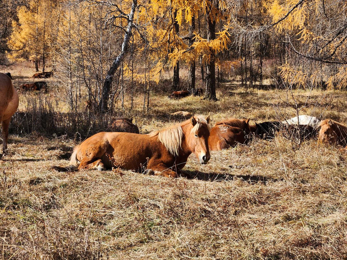 Туулын шугуй, Богд уулын ам болгон руу адуугаа ингээд оруулаад олон жил болж байна даа. Ногоон бүс, ДЦГ т мал тэжээх хориотойг мэдсээр байж. Туугаад нядалгаанд өгвөл болох уу, эзэн нь хууль бус зүйл хийж байгаагаа мэддэг болохоор угаасаа гарч ирэхгүй