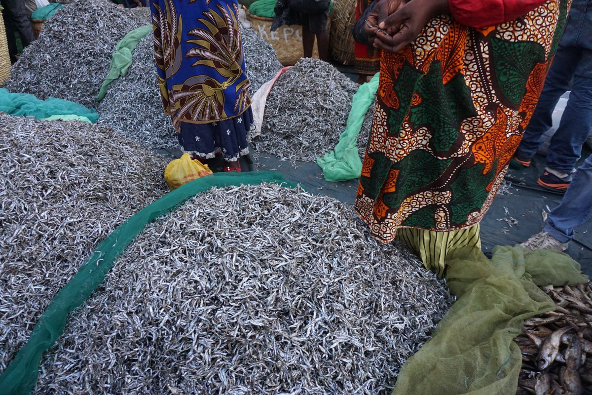 New paper! "Connecting gender norms and economic performance reveals gendered inequities in Malawian small-scale fish trade", led by <a href="/MichiganStateFW/">Fisheries & Wildlife at Michigan State University</a> recent master's grad, Emma Rice (now @ Virginia Tech), funded by <a href="/AAPMSU/">MSU AAP</a>, w/ <a href="/Luanarofficial/">Luanar</a> 
LINK: rdcu.be/dojm9