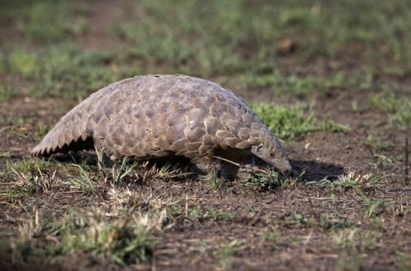 ecosciencecornr's tweet photo. One of the most trafficked wild animals in Nigeria is the Pangolin and for its scales.
 Though no medical benefits have been proven, they are used in traditional medicine and the scales are in huge demand in Asia.
Preserving wildlife is extremely crucial! #Trending #Wildlife https://t.co/gAnHlW5W3U