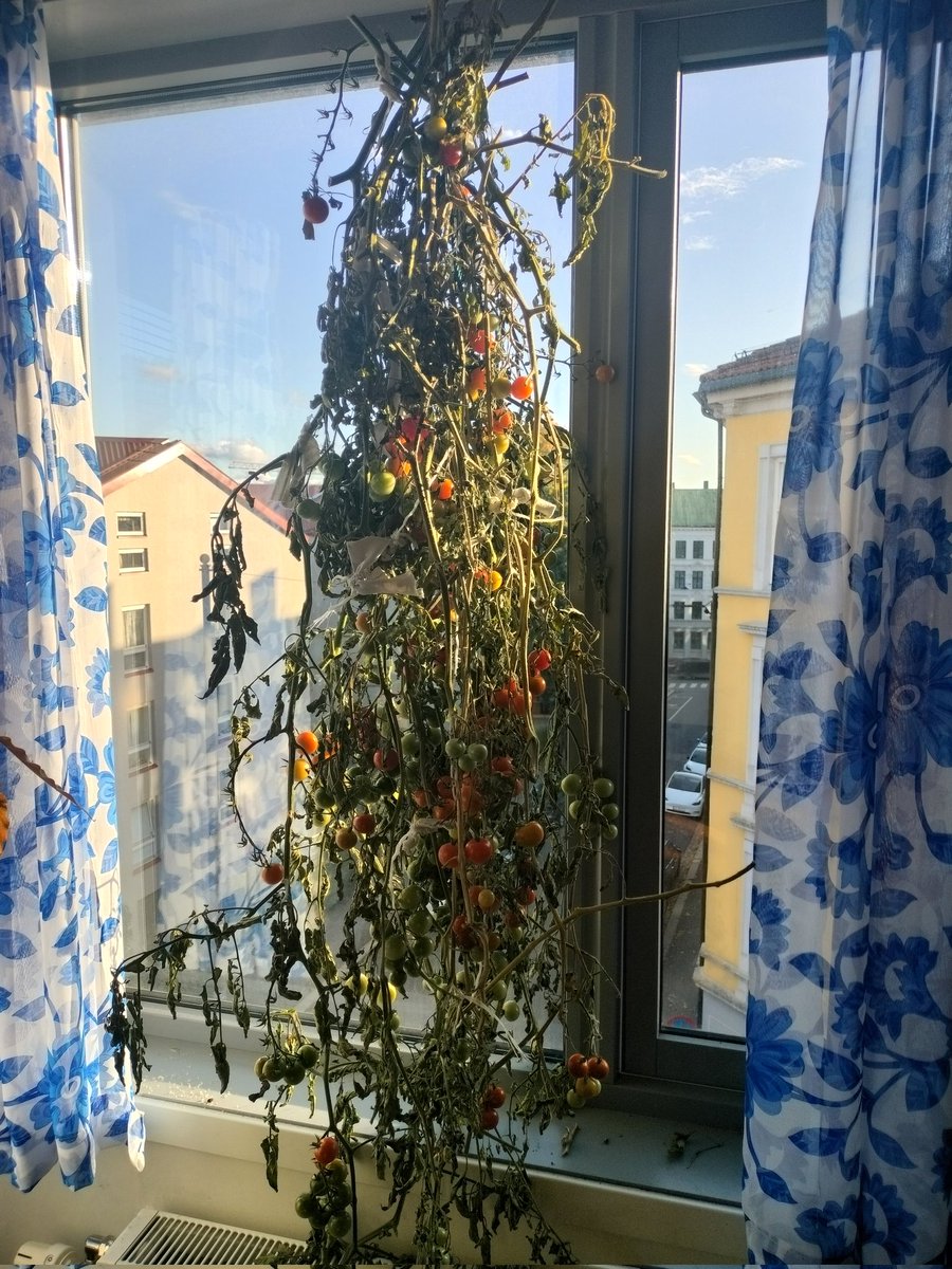 ArneSeland's tweet photo. Hei alle sammen!
Det var frost i helga, så jeg måtte ta tomatene inn.
De var helt grønne da jeg hengte dem opp i vinduet og snart skal jeg høste tomater til middagen.
#Artig https://t.co/jRbYB3gJ5I
