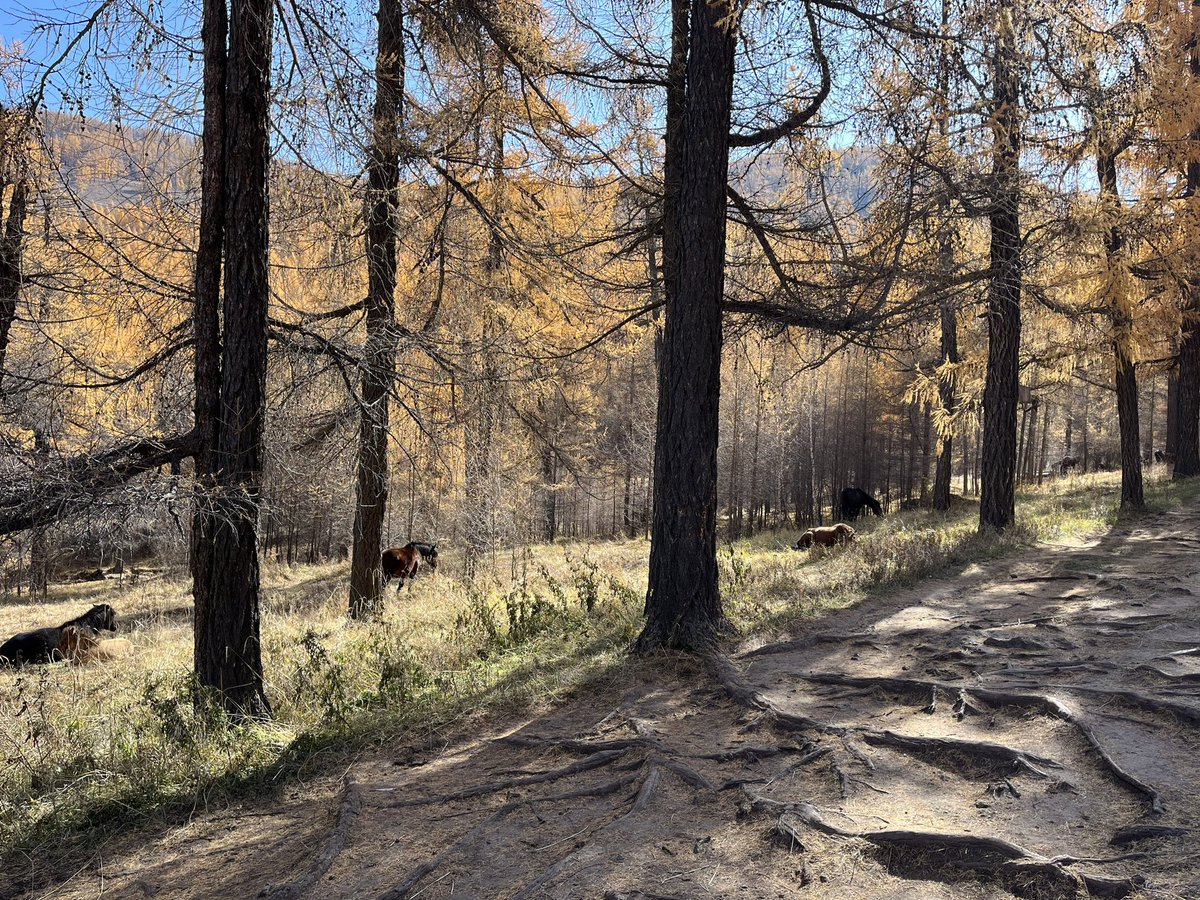 Өглөө 70гаран тооны адуутай таарсан. Богд уулын энэ хавь "тавилгана" гээд буга гөрөөс өвлийн хүйтэнд өл залгадаг,үр жимсийг нь ойн шувууд иддэг бутлаг ургамалтай газар.Адуу тас тас хазаад идэж бна.Хотод мал байлгахгүй журам? Шинэ тамгатай, эзэн нь хариулгатай л адуу байсан.