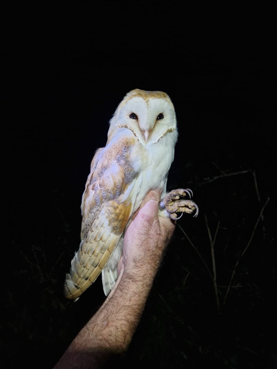 This week we have ringed 7 juvenile barn owls at over 2 nights on local farms. All done under <a href="/_BTO/">BTO</a> licence. Surprising as we monitor many local barn owl nest boxes and ring their chicks.