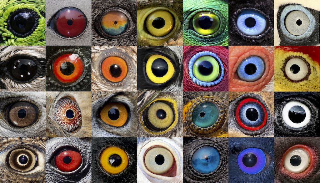In writing my bird eye color review paper, I’ve looked at thousands of bird eyes. Here’s a thread of my top 10 favorites ⬇️⬇️⬇️ Why do birds have all these crazy eye colors? Check out our paper, out now in Ibis: onlinelibrary.wiley.com/share/author/A…