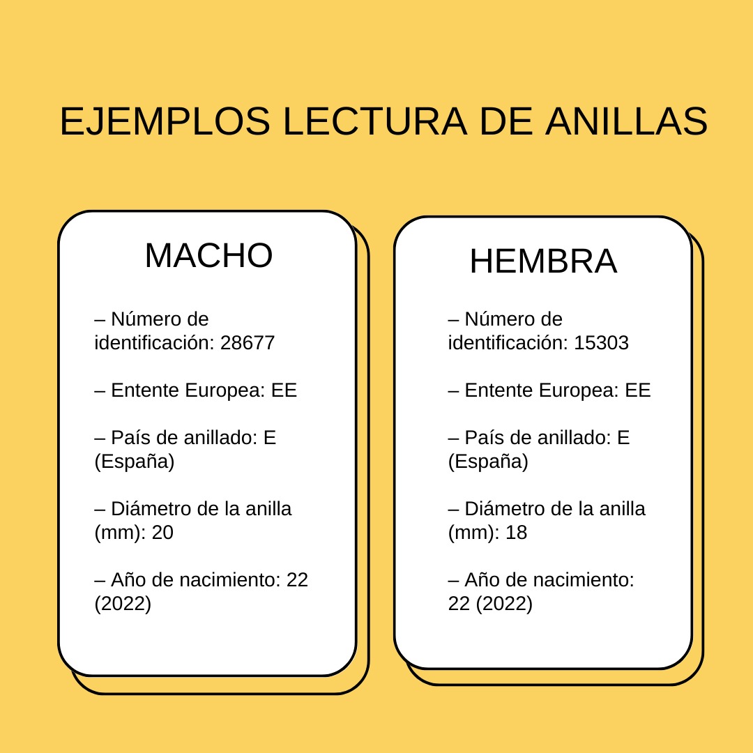 Los animales que se inscriban en el Libro Genealógico deben estar identificados con una anilla oficial. La anilla contiene el número de identificación, el diámetro de la anilla, el año de nacimiento, el país de origen del animal y el símbolo que indica la oficialidad de la anilla