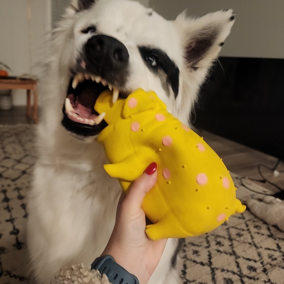 SpyseePepper tweet media