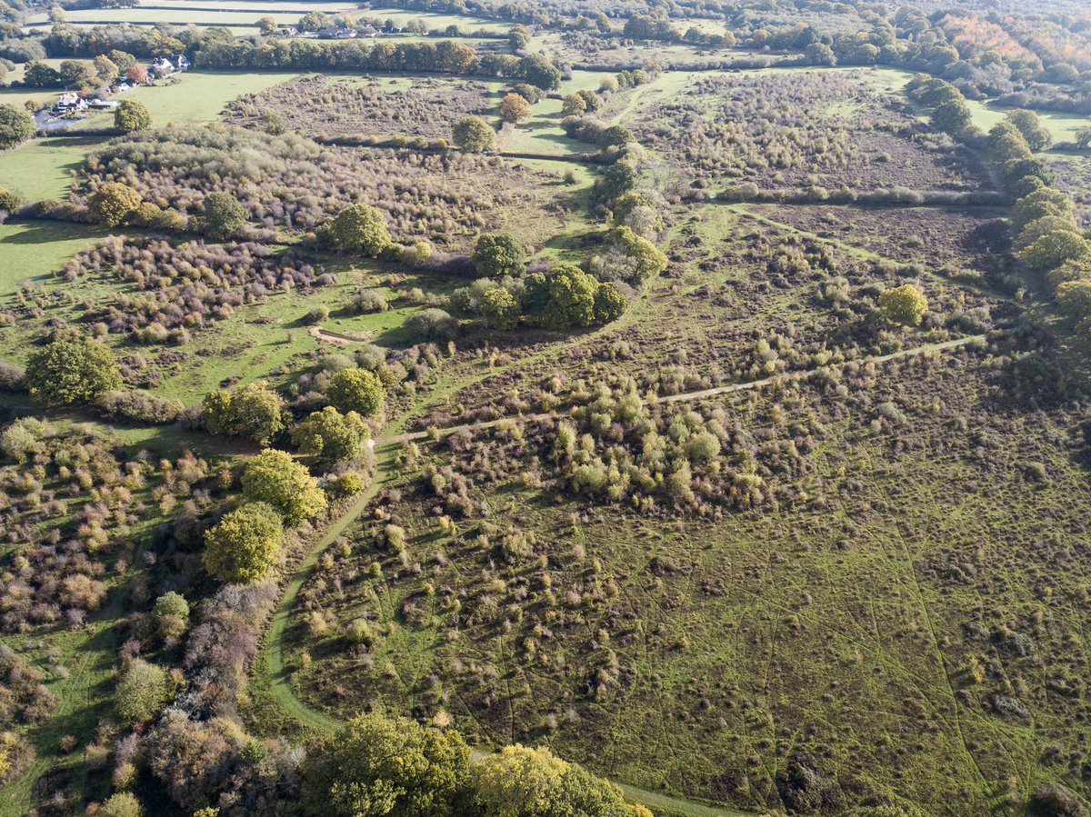 Another exciting collaboration as part of the #SpeciesRecoveryProgramme is the Weald to Wave Scrubland Superheroes project with @KneppWildlandFd! Providing habitat for scrubland species through scrubland regeneration & contributing to the reintroduction of red-backed shrike. 🪶