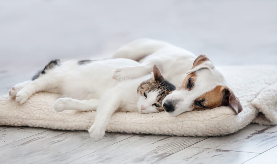 Testamenta_com's tweet photo. ¿Es posible dejar la #herencia a tu mascota? Si bien la legislación española no lo contempla, existen otras fórmulas para protegerlos. Nuestro compromiso pasa también por proteger a los #animales. Pregunta a nuestros expertos si tienes cualquier duda. #perrosfelicesdueñosfelices https://t.co/TiXZvmU87j