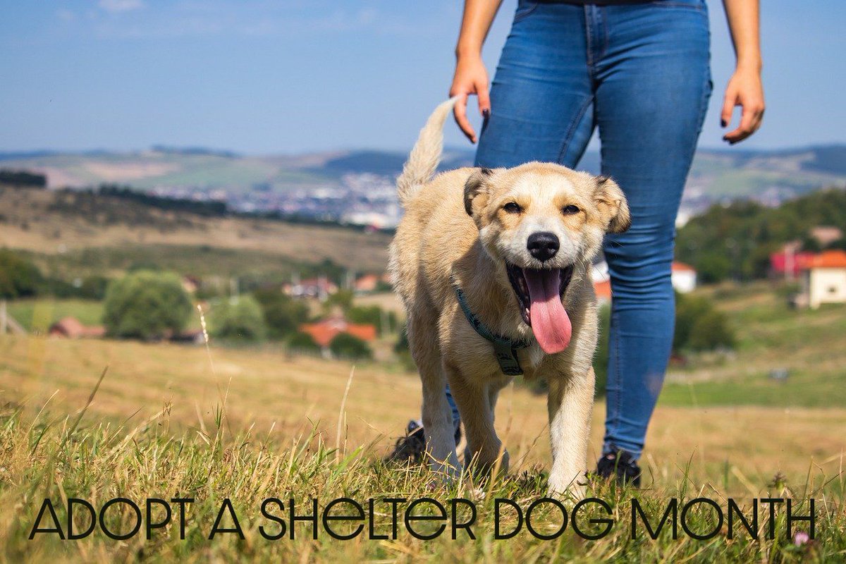 October is Adopt a Shelter Dog Month! Now would be a great time to visit our local shelters and rescues if you're considering a new canine companion.

#AdoptAShelterDogMonth #yyc #dog #veterinarian