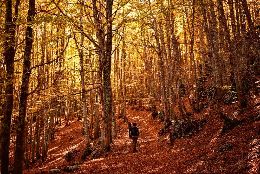 In Pollino National Park's heart you can walk surrounded by pristine nature. 🍂 As you trek towards Piano Iannace, you will find silver firs, maples and old beeches, a colorful mix. Find out more at▶️ bit.ly/3PxaFRp

📍<a href="/Basilicata_Tur/">Basilicata Turistica</a>  <a href="/UNESCO/">UNESCO 🏛️ #Education #Sciences #Culture 🇺🇳</a> 
📷IG andreavacchianoguida