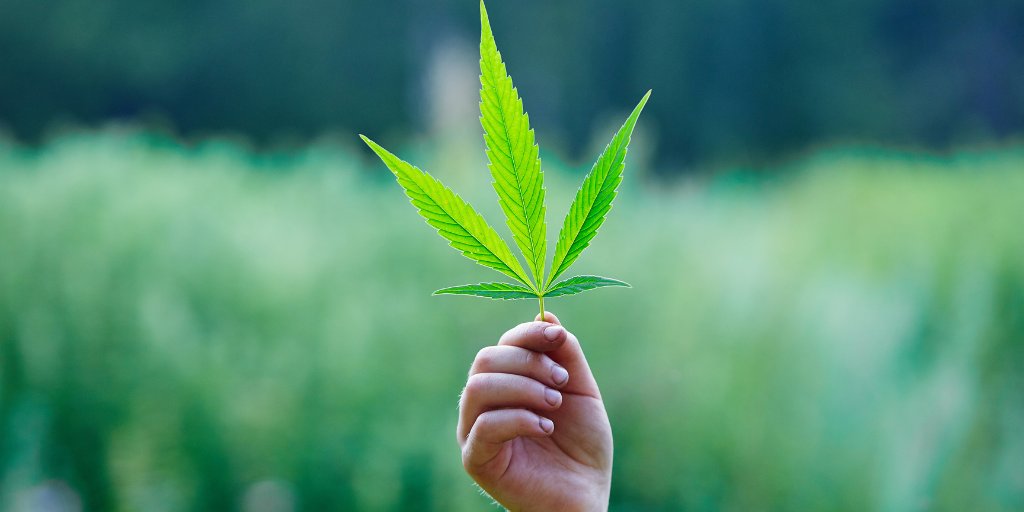 LevelUPBud's tweet photo. Like many things, wellness starts with self-awareness. 💭 Discover the synergy between cannabis and introspection in our newest piece on Level UP! 🍃 #HolisticWellbeing #CannabisEducation 

https://t.co/WEc0a65lKf https://t.co/t8q8ZxGKvn