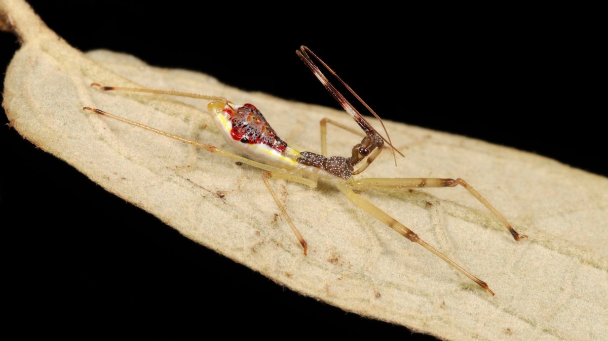 Assassin #Bug Nymph (Epidaus famulus, Harpactorinae, Reduviidae)
flic.kr/p/2fpCQ4w
#insect #China #Yunnan #Hemiptera #entomology #itchydogimages