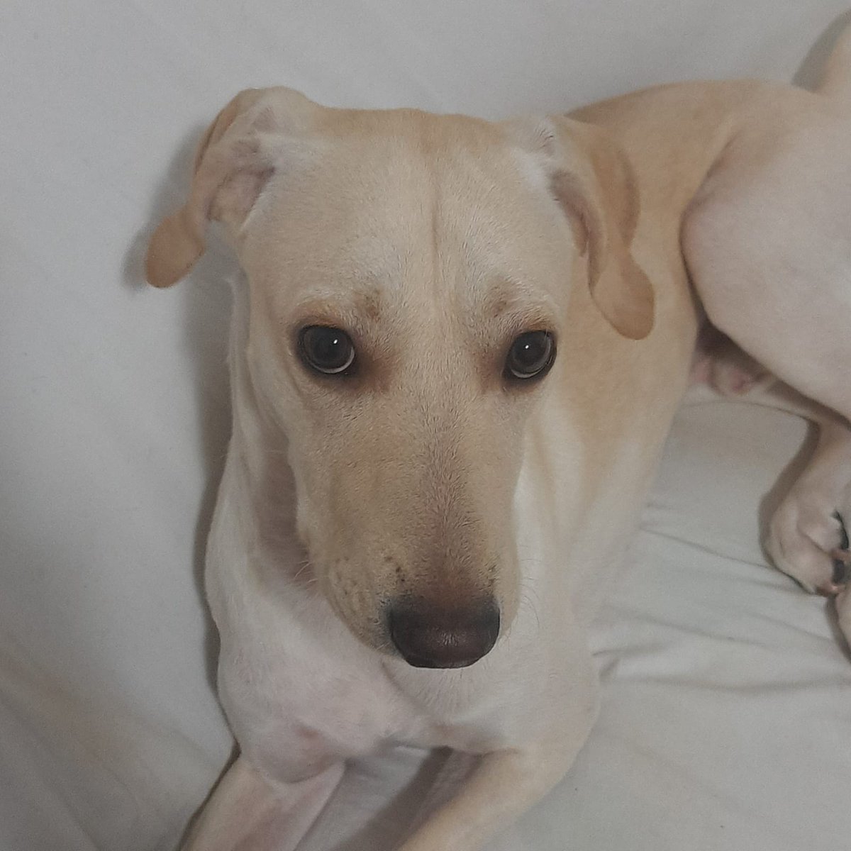 Brunin271's tweet photo. raça: vira-lata
Nome: Mochi
Beleza: 10/10 
Inteligência: 7/10 
Raiva: 0/10 
Medo: fogo, trovões, fogos de artifício, lâmpada e tudo que se mexe
Apelido: momo, cachorro vagabundo, mochizito, filho
Já mordeu alguém: não https://t.co/NtFkcVttkd