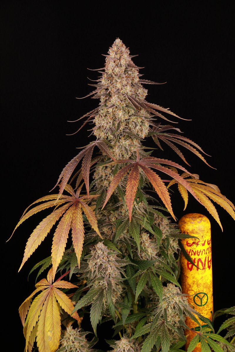 cultivotoni13's tweet photo. #kushmintz de @BarneysAms fotografia #toni13 https://t.co/OieFed3VpJ
