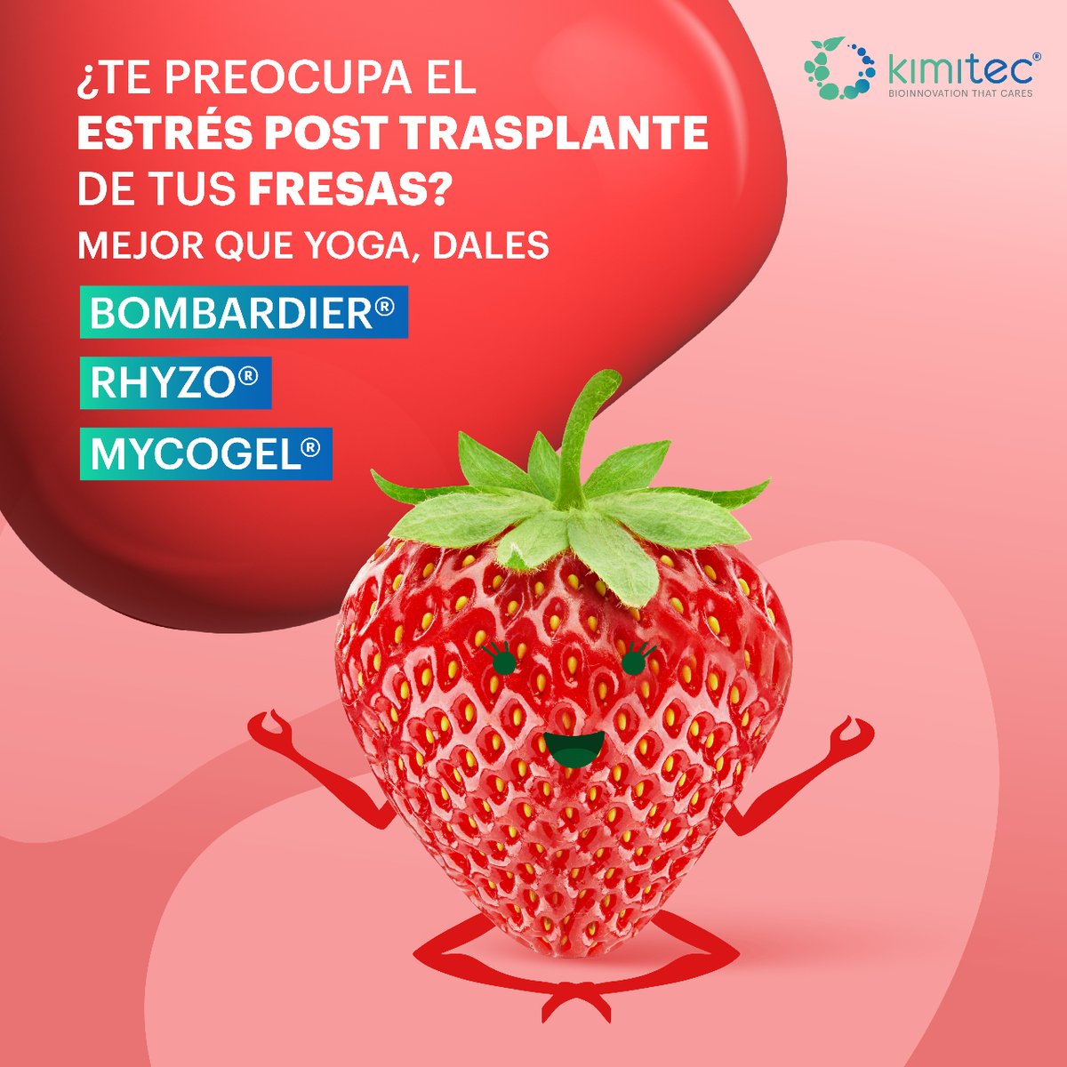 🍓¿Te preocupa el estrés post trasplante de tus #fresas? 🍓 Encuentra el equilibro con nuestro Plan: 👉Bombardier + Rhyzo + Mycogel Te lo contamos todo: hubs.la/Q023YfQn0😏 #kimitec #bioinnovationthatcares #agricultura #cultivos