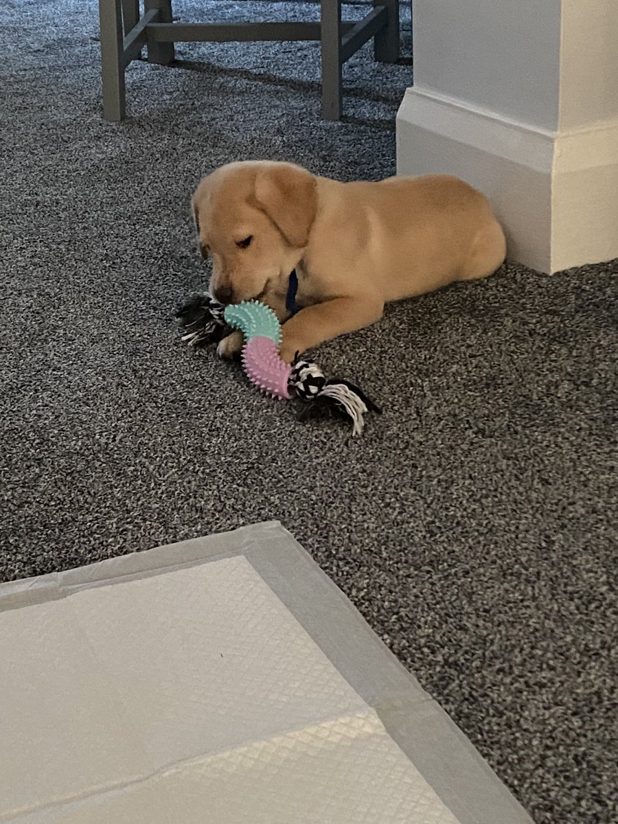 ExSkiller's tweet photo. @ducklingtails My doggo 1 year ago :) vs now https://t.co/ASWZ84yJTg