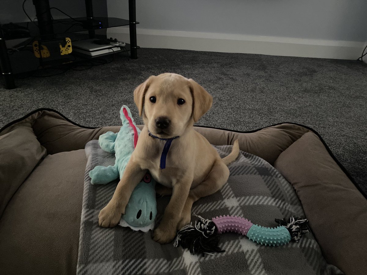 ExSkiller's tweet photo. @ducklingtails My doggo 1 year ago :) vs now https://t.co/ASWZ84yJTg