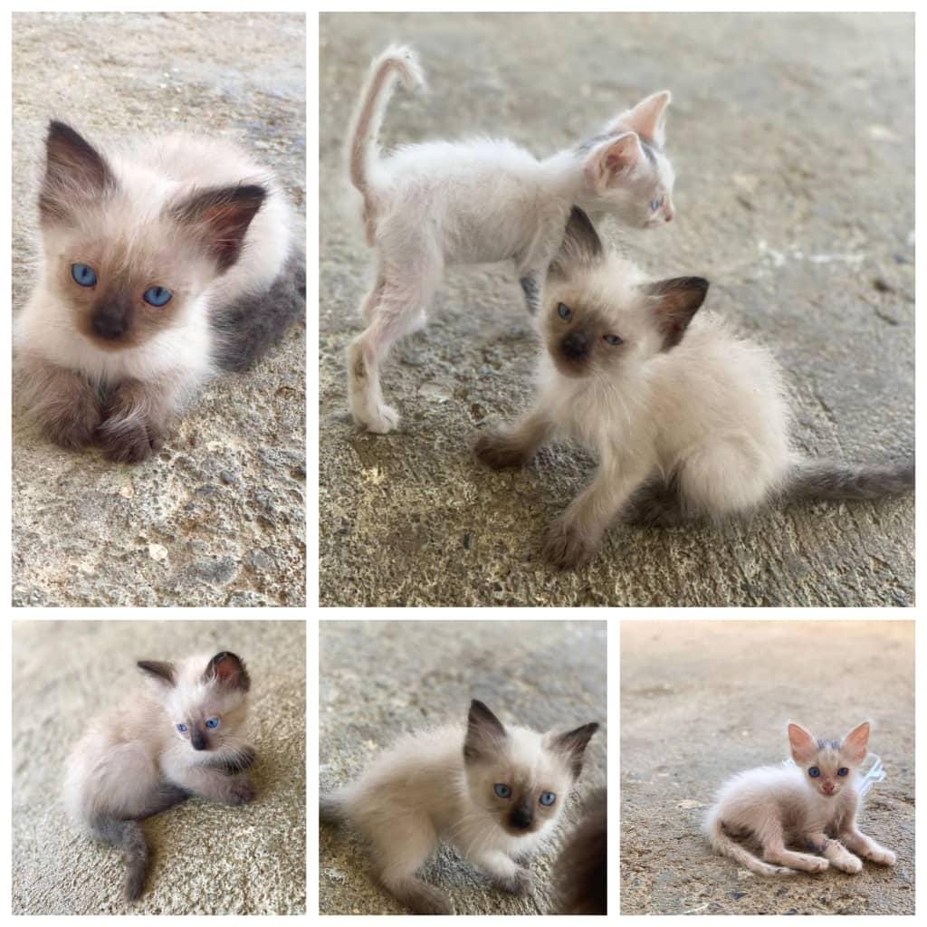 PerroUsuario's tweet photo. Estos gatitos están en adopción, son de una amiga, los gatitos se encuentran en los Valles del Tuy pero los pueden acercar a donde sea.
Contacto: 04269174284 https://t.co/80zoKM272j