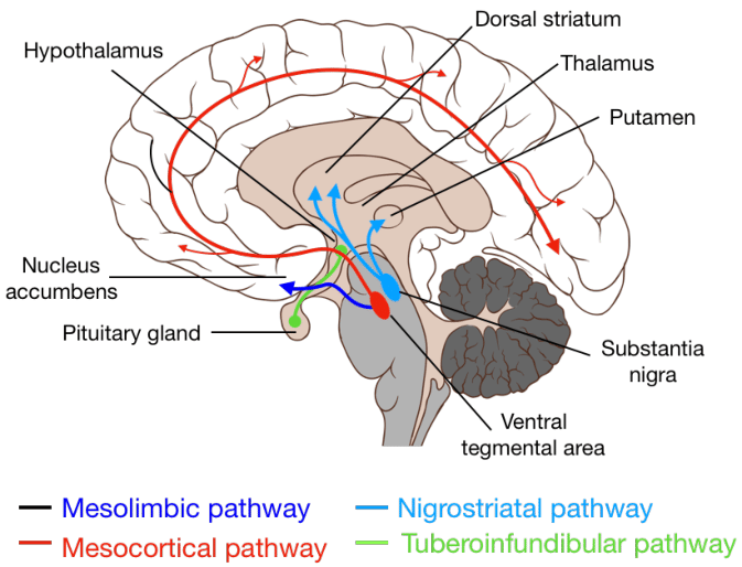 What could you tell me about main dopamine pathways in the brain? 

Credits: Nummenmaa et al.

#MedTwitter