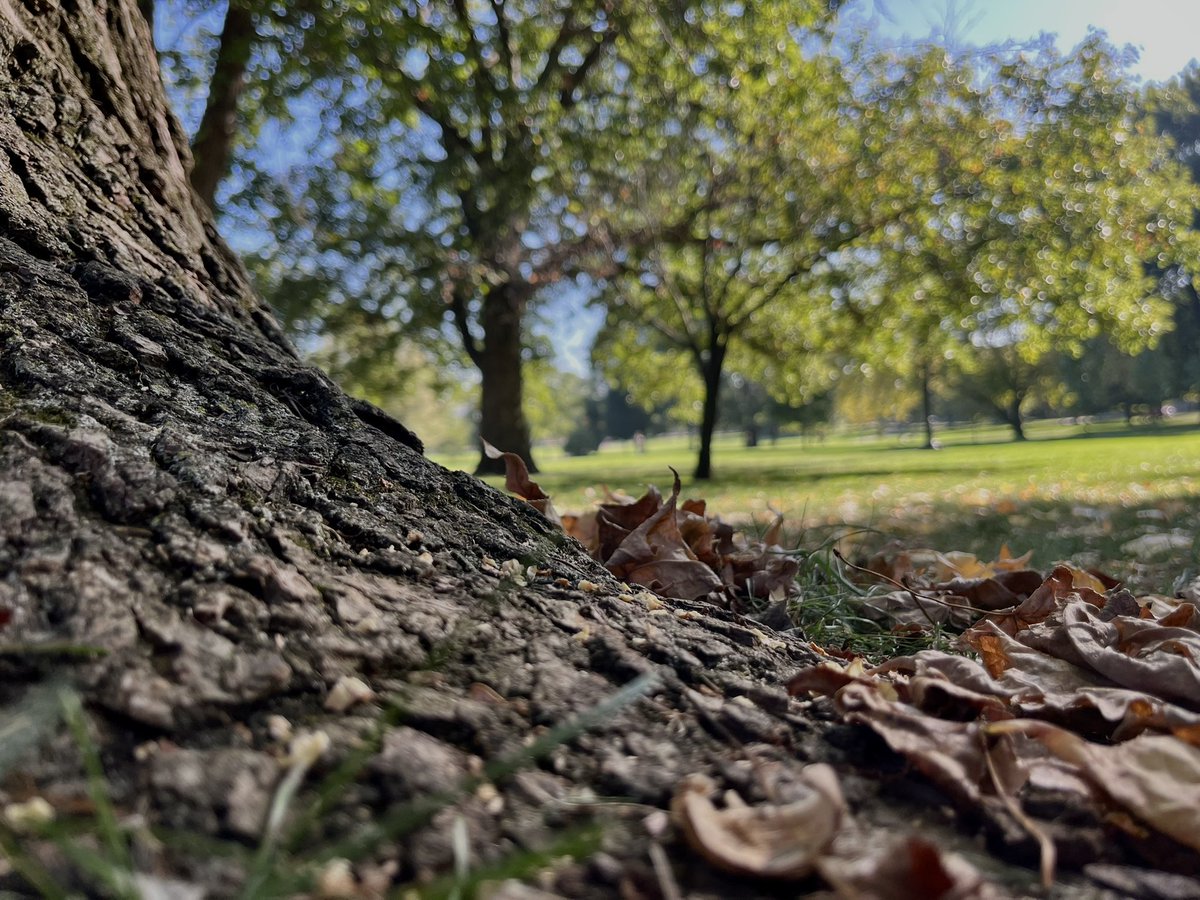 delaneywickert's tweet photo. Had the opportunity to get outside and take some photos of @OhioState campus this fall morning! #osunewsclass https://t.co/ibf92noxGG