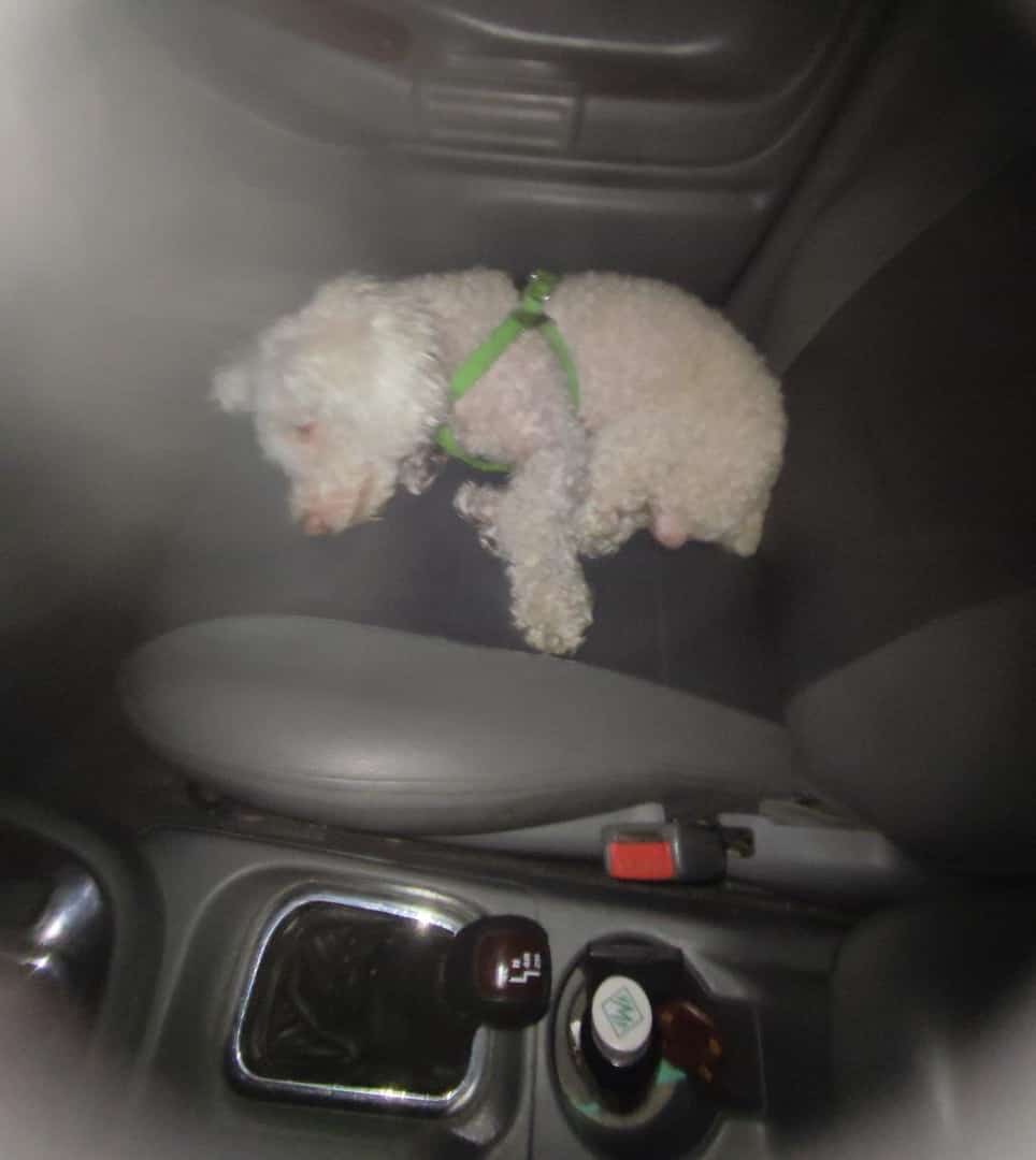 PerroUsuario's tweet photo. Reporta @anakarinini: Conseguí este perrito en las rosas guatire. Lo tengo en mi casa. Está super cuidado y limpio. Se ve que es de casa. Tiene una perchera verde. Por favor difundir. LO TENGO EN MI CASA RESGUARDADO 04127043296 https://t.co/ffiLVogHHb