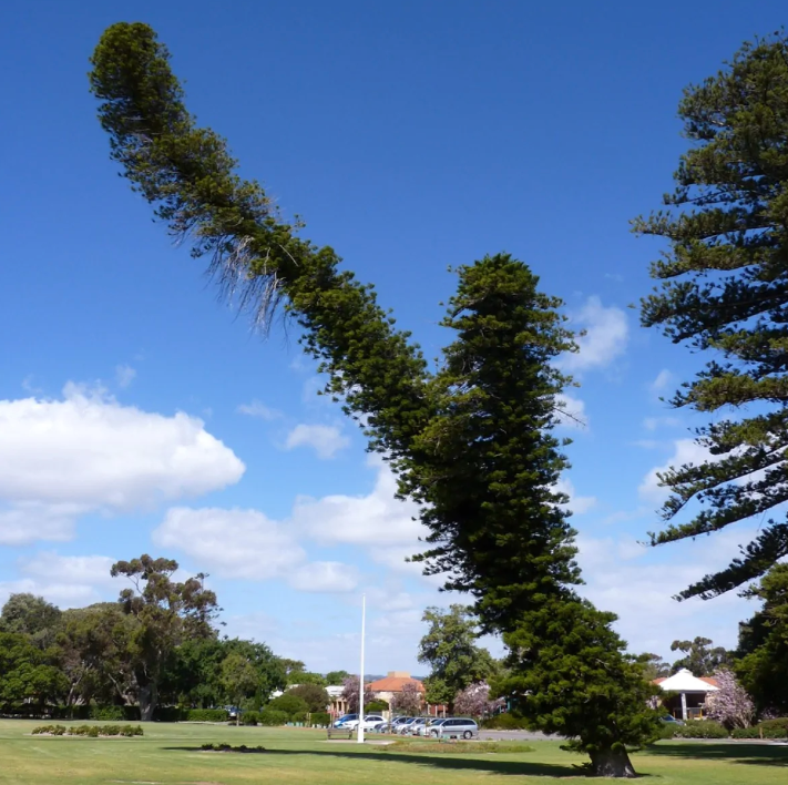 MarGomezH's tweet image. Pero además, sus raíces saben balancearse y crecer en la dirección exacta para corregir la asimetría de su tronco y evitar así que se pueda caer (📷Matthew Ritter)