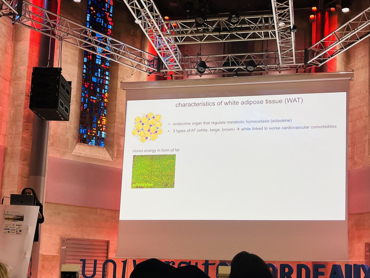 AnCVion's tweet photo. Amazing talk on adipose endothelial cell by @MarionaGraupera at @sf_angiogenese Congress 👏 https://t.co/5gwmZMxYmb