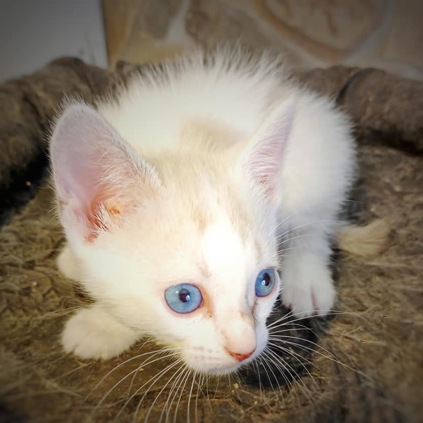 Esta es Coni 🐱 una #gatita que fue rescatada de la calle junto a su hermano Nil y que ya ha cumplido un año. Es cariñosa, sociable y busca un nuevo hogar donde crecer y ser feliz. #Adopta en <a href="/MaskeperrosAsoc/">Maskeperros Asoc.</a> en #ChiclanadelaFrontera en #Cádiz más info en bit.ly/3yAXcjW