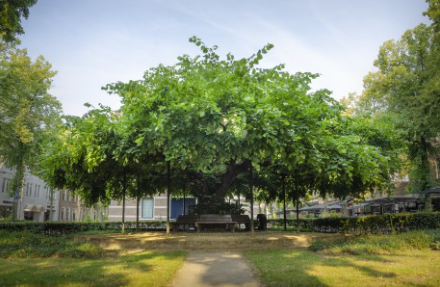 overbrabant's tweet photo. 🌳De #Marialinde in #Oisterwijk is in de race om 'Boom van het jaar 2023' te worden. Onder de boom werd al vanaf 1388 gedanst, gefeest, markt gehouden, vergaderd en recht gesproken. Een boom met een #verhaal dus! 📢Breng snel nog je stem uit op https://t.co/4qSbH9HhU6 #inBrabant https://t.co/uXqznlR2Pd