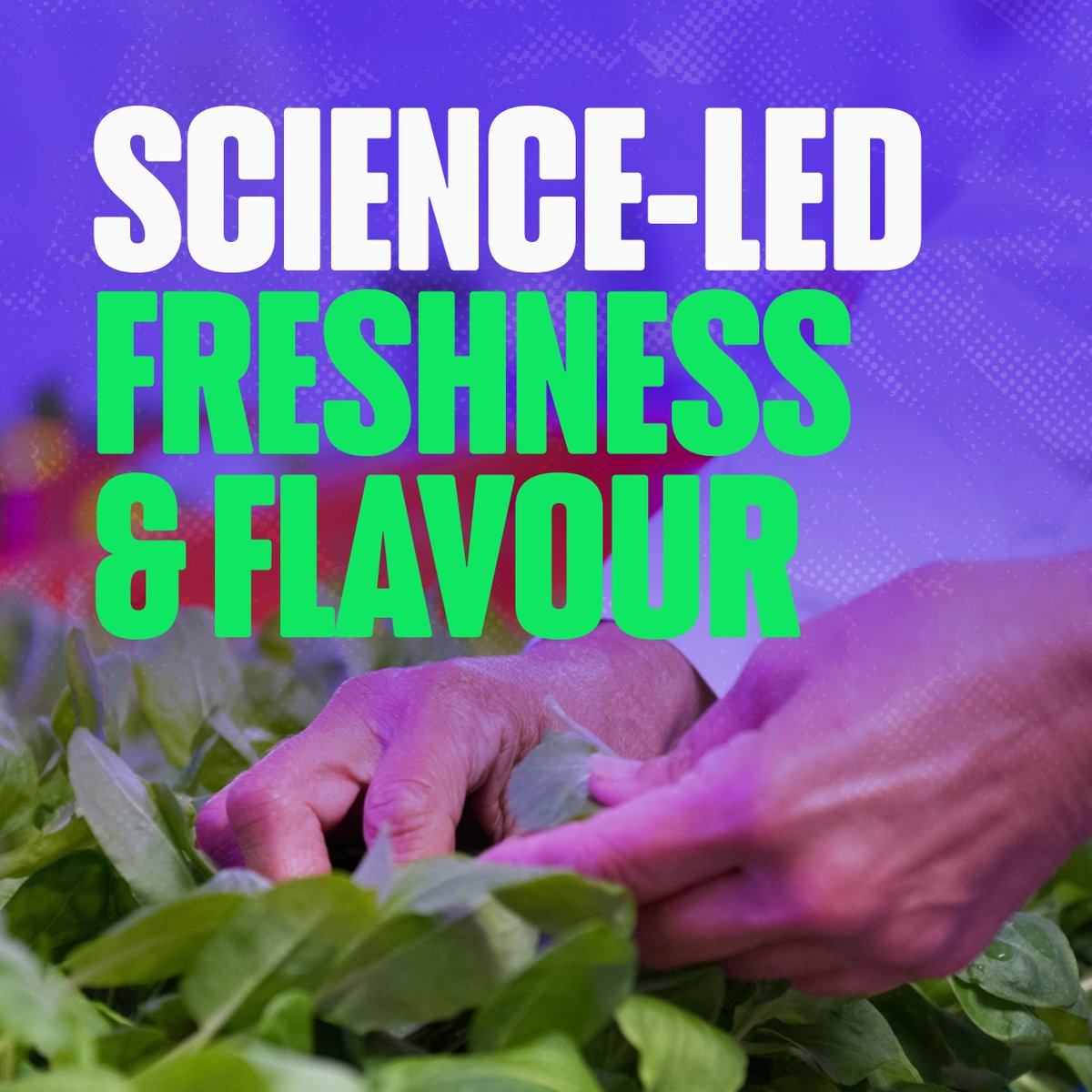 Perfectly Fresh Official tweet media