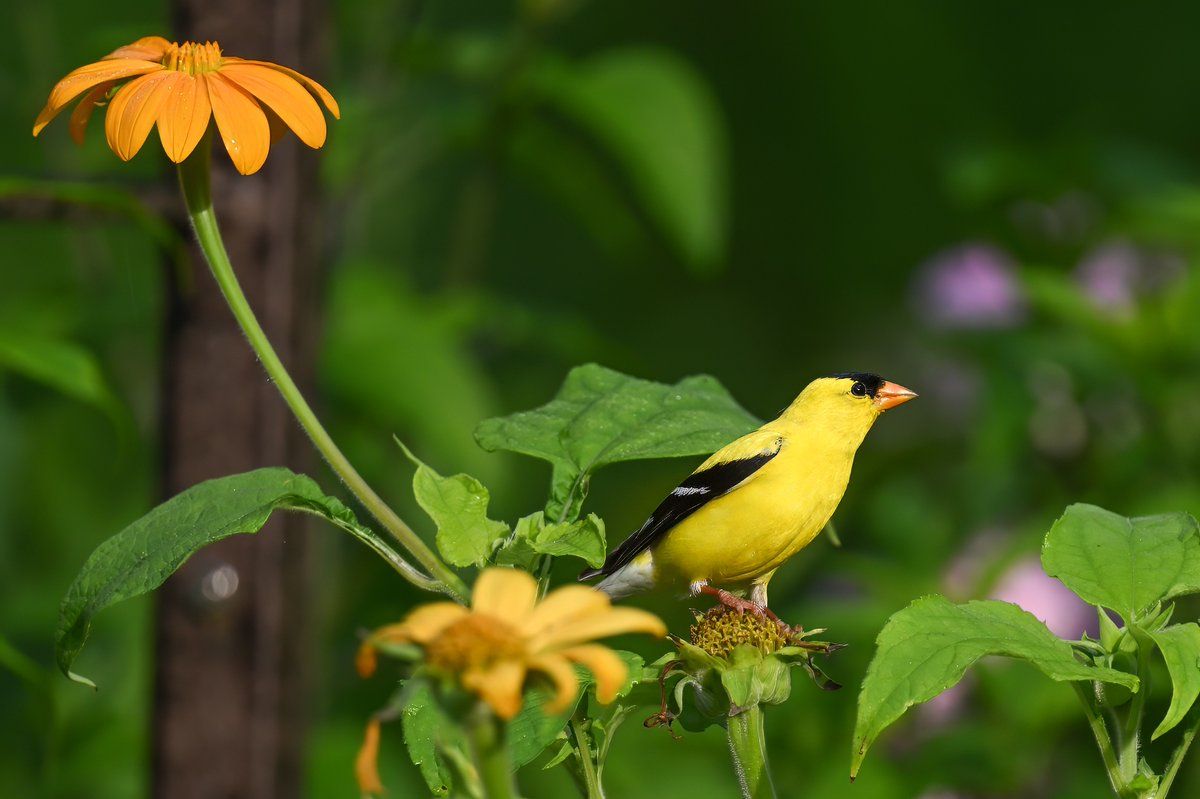 A beautiful American Finch @ Brookside Gardens, Maryland, USA. (2023-07-05) #BirdsInHabitat #IndiAves #TwitterNatureCommunity #BBCWildlifePOTD #ThePhotoHour #finch