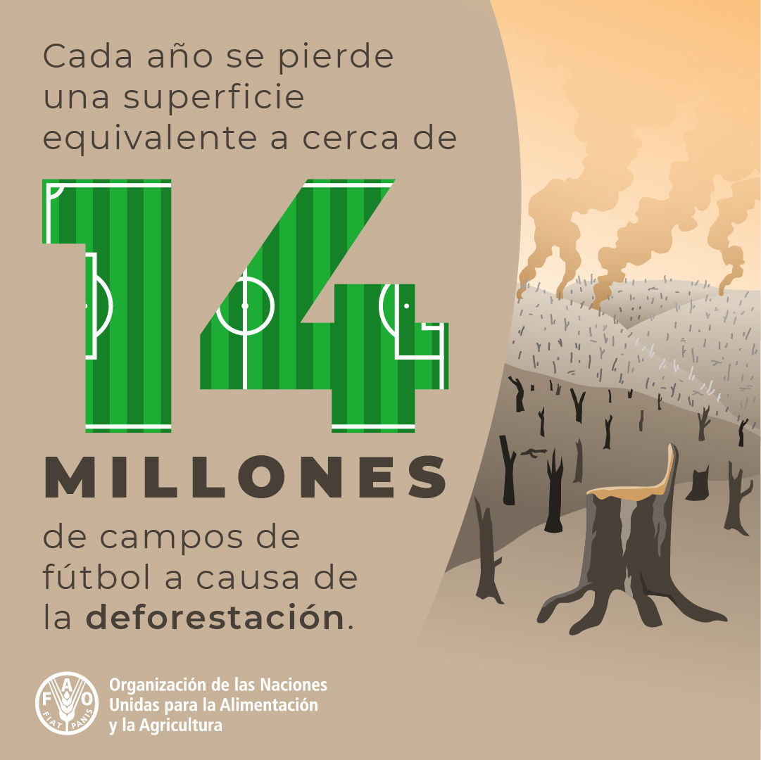 FAOenEspanol's tweet photo. Cada año se pierden debido a la deforestación 10 millones de hectáreas de bosque, una superficie equivalente a 14 millones de campos de fútbol, aproximadamente.

🌲Entender cómo cambian los bosques es clave para saber cómo actuar👉https://t.co/MOgpO1WfIZ https://t.co/IIZh7ui5eS