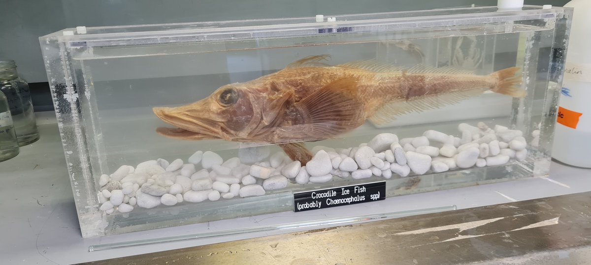 Whoops. It might help to include an image alongside the plea for help in identifying it. Can any #fish biologist confirm what species of ice fish this is?<a href="/NHM_London/">Natural History Museum</a> <a href="/Nat_SCA/">NatSCA</a> <a href="/AntarcticaNZ/">AntarcticaNewZealand</a> <a href="/AusAntarctic/">antarctica.gov.au</a> Thanks <a href="/BPIuniofnotts/">thebpiuniofnotts</a> <a href="/TitBearded/">The Bearded Tit's Podcast</a>