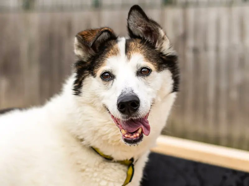 Please retweet to help Rascal find a home #MANCHESTER #UK
Wonderful personality, Husky x Collie aged 8+. He can live with children aged 11+ as the only pet.  He's loves soft toys and ham🥪
 OVERLOOKED...Please give him an extra share 🌟🌟🌟
DETAILS or APPLY