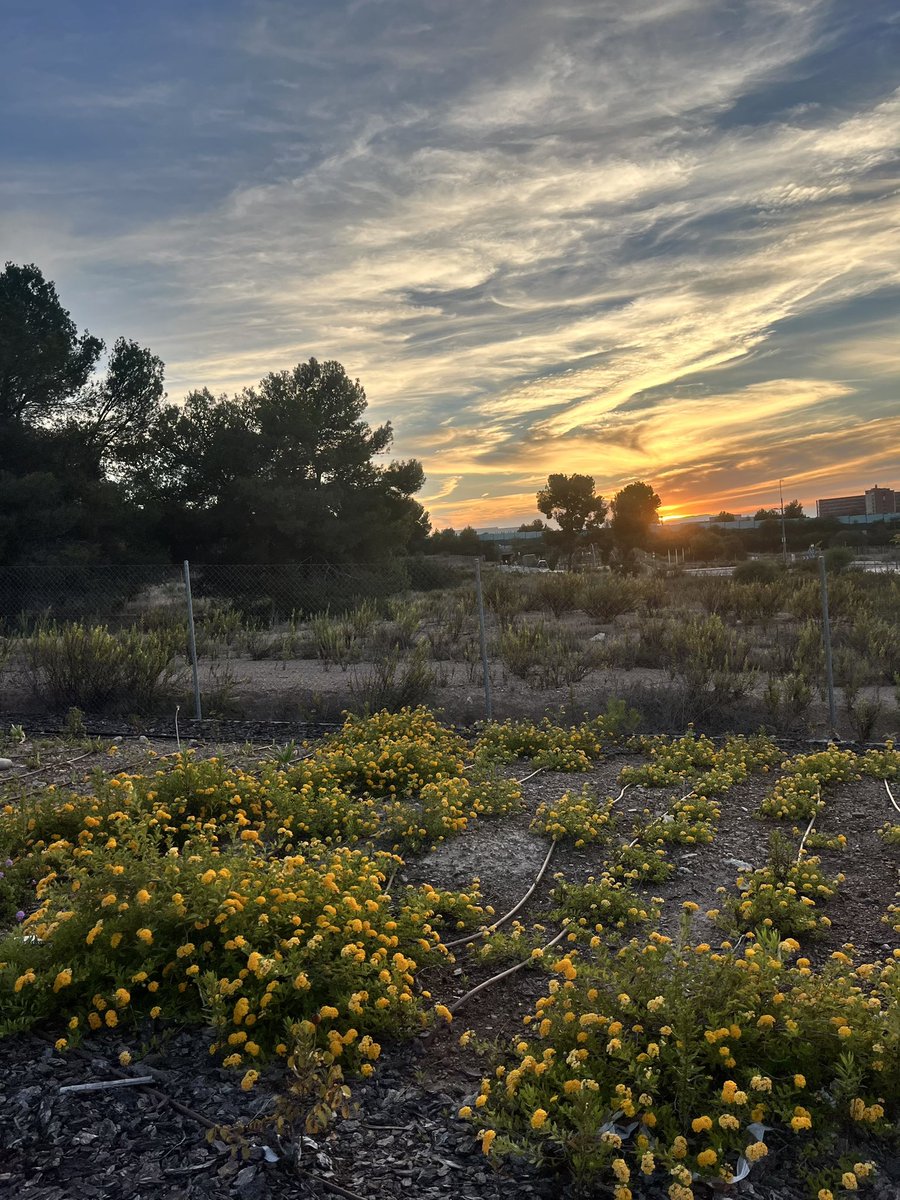 skaremur's tweet image. Pasión por ver atardeceres. 
#fotografia #phototwitter #nature #naturaleza #cielo #sol #españa #spain #murcia #regiondemurcia
