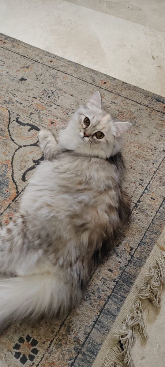 قطه للراغبين في التبني عمرها ٦ اشهر من ام شيرازيه وأب سكوتش